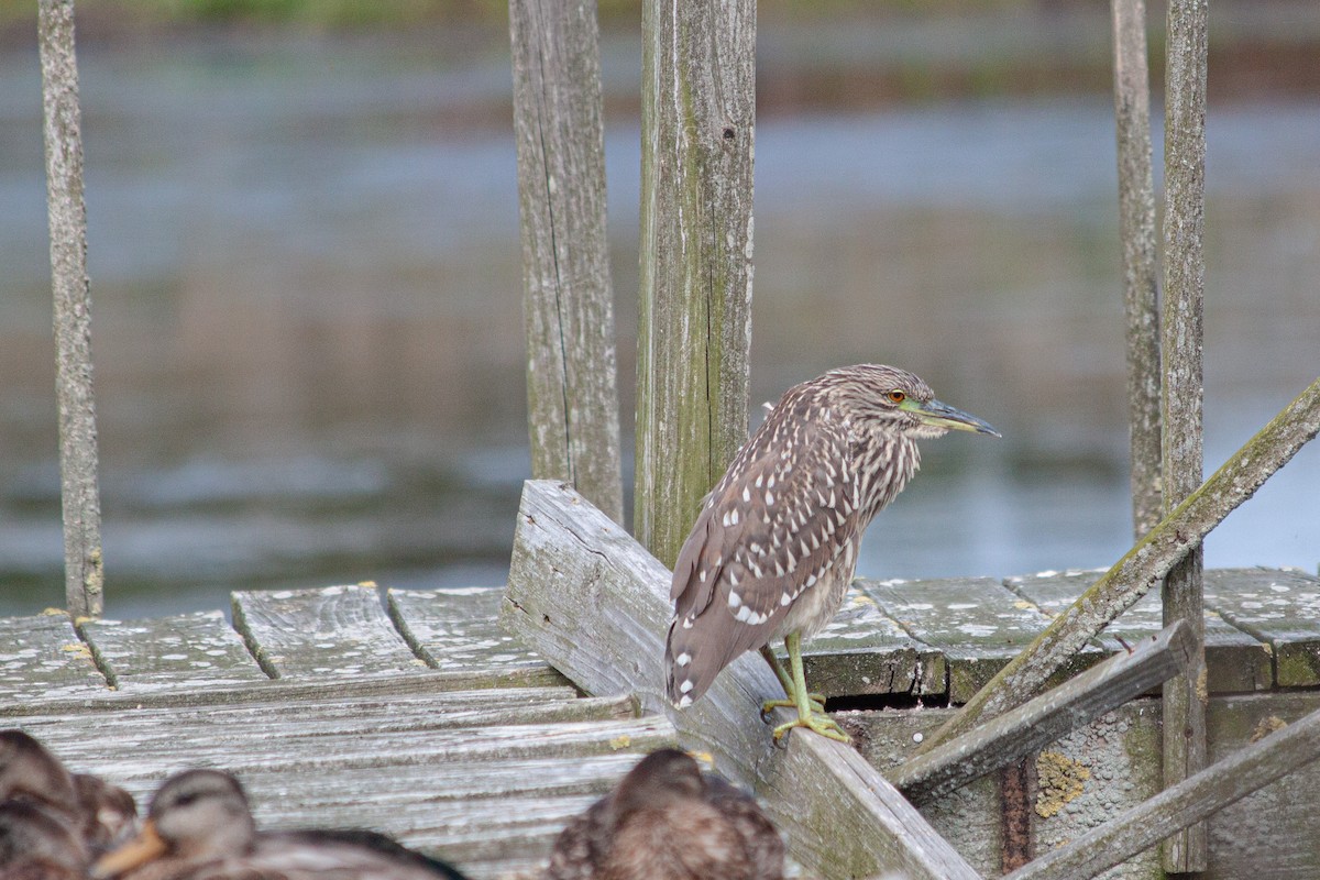 Black-crowned Night Heron - ML624025867