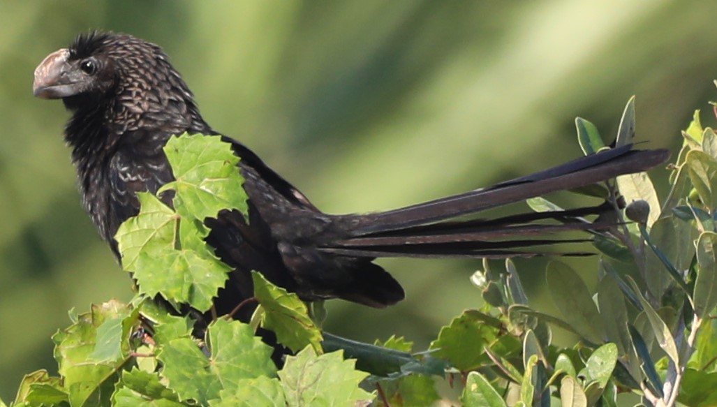 Smooth-billed Ani - Glenn Blaser