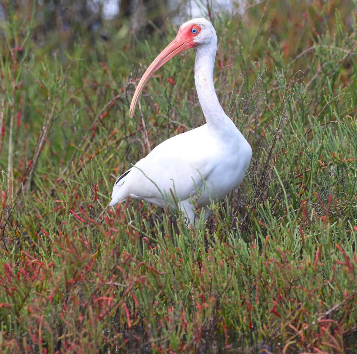 White Ibis - ML624025910