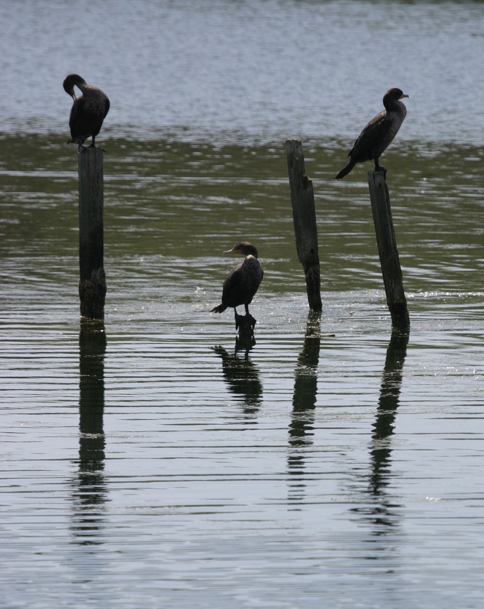 Double-crested Cormorant - ML624025919