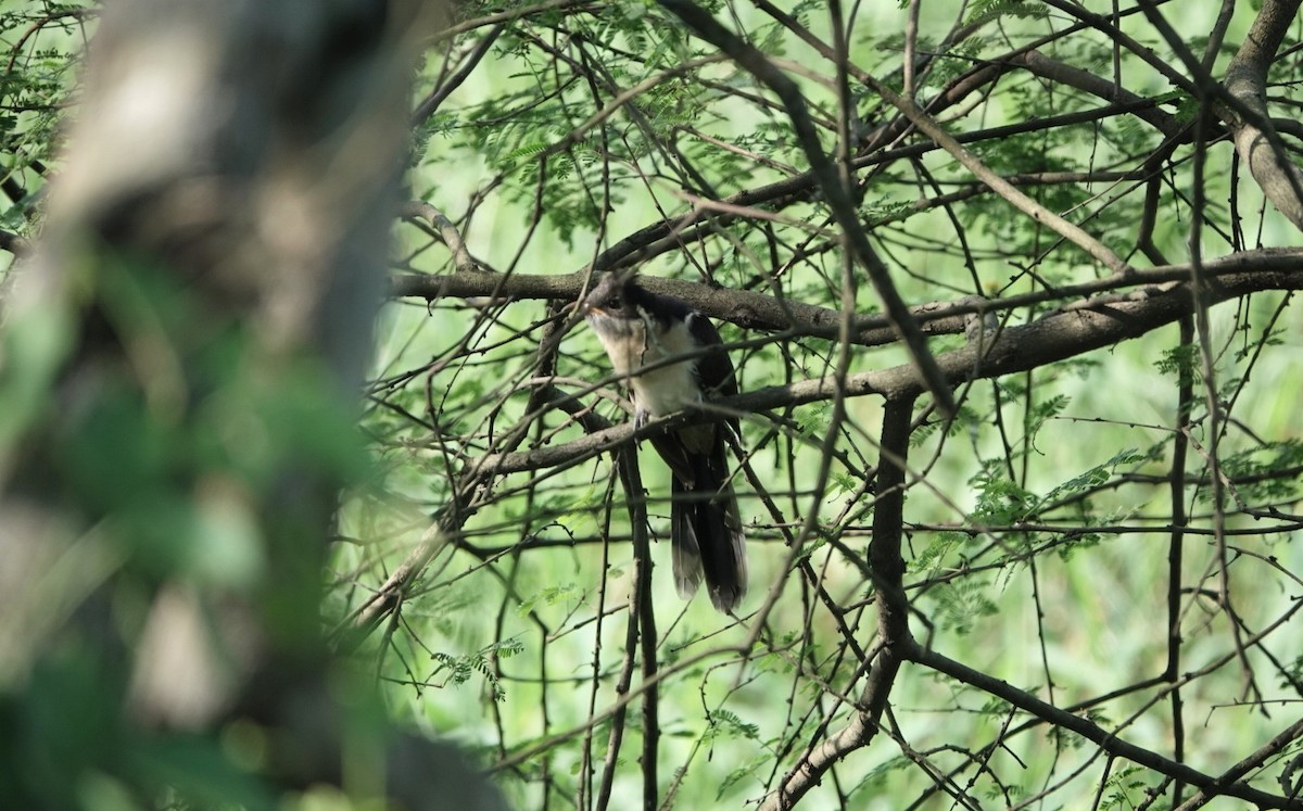 Pied Cuckoo - ML624025925