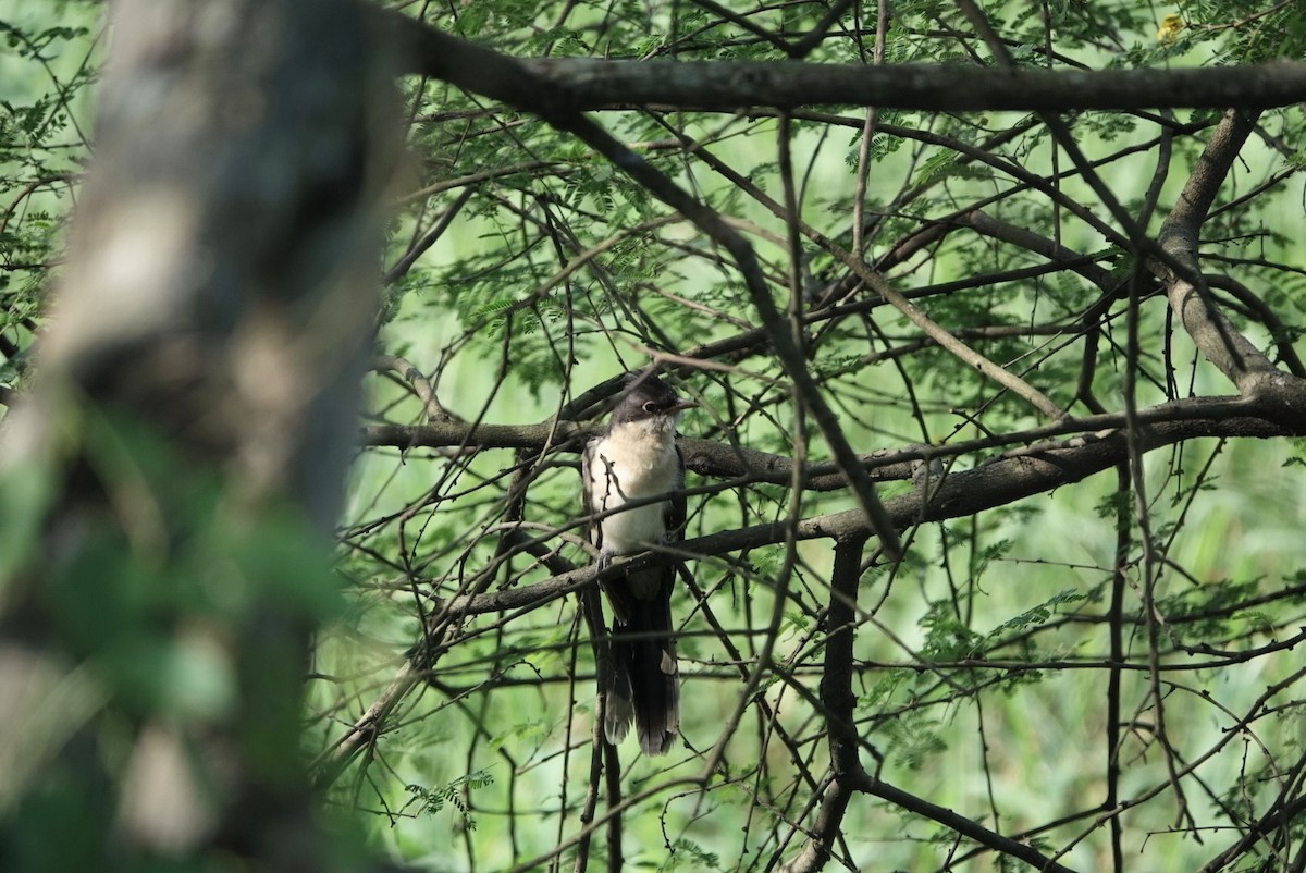 Pied Cuckoo - ML624025926