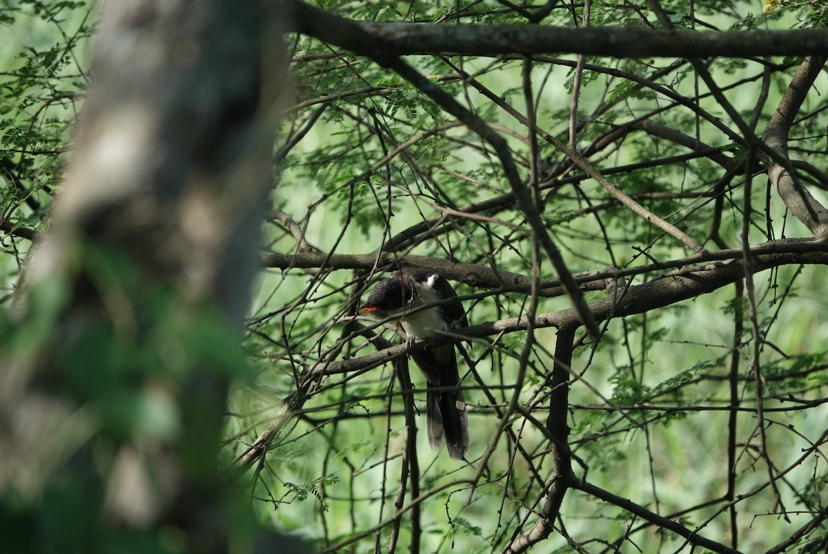 Pied Cuckoo - ML624025930