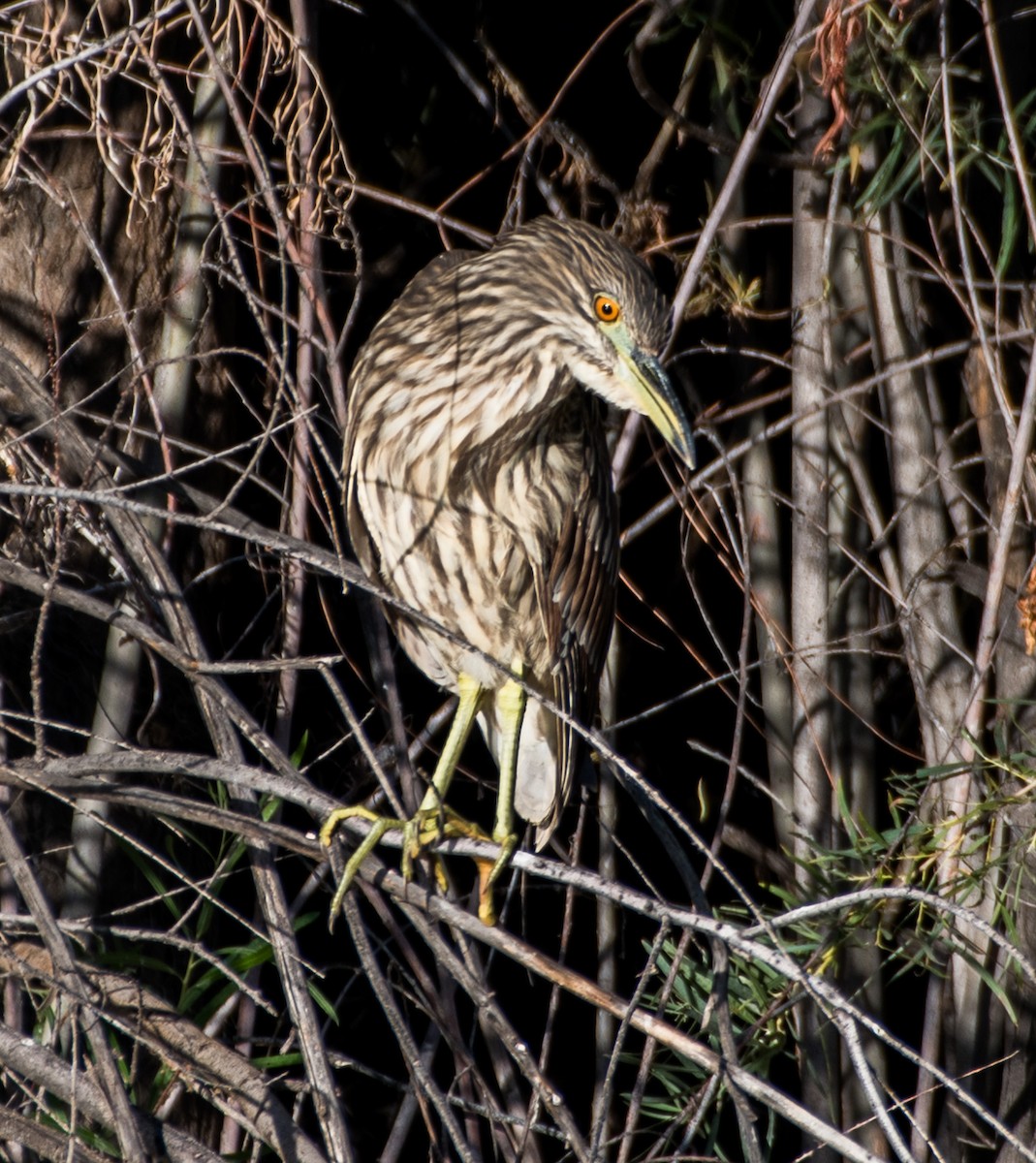 Black-crowned Night Heron - ML624025984