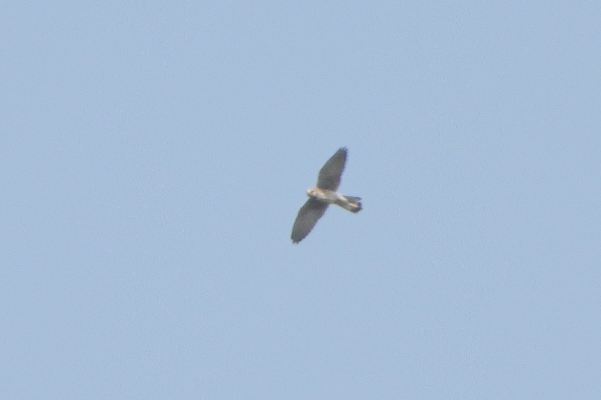 Eurasian Kestrel - ML624025998