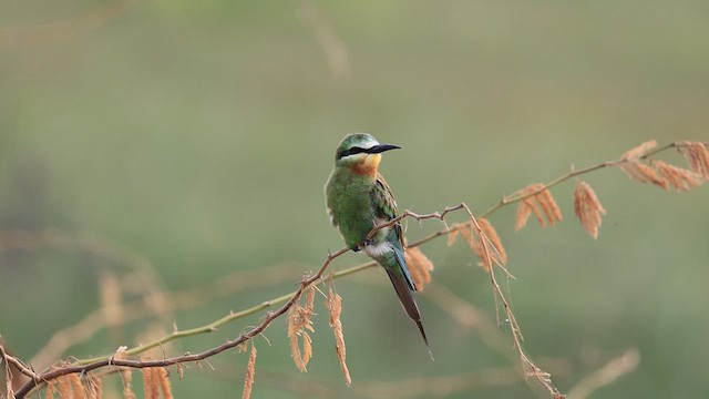 Blue-cheeked Bee-eater - ML624026002