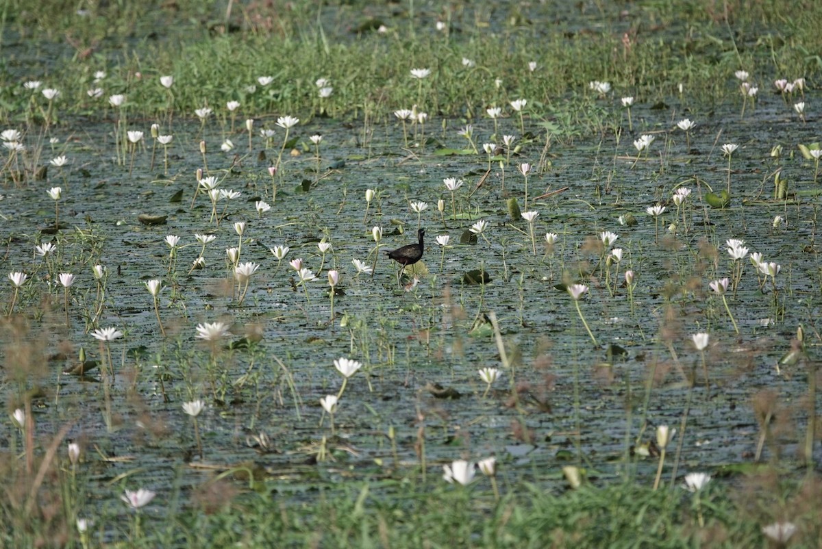 Bronze-winged Jacana - ML624026011