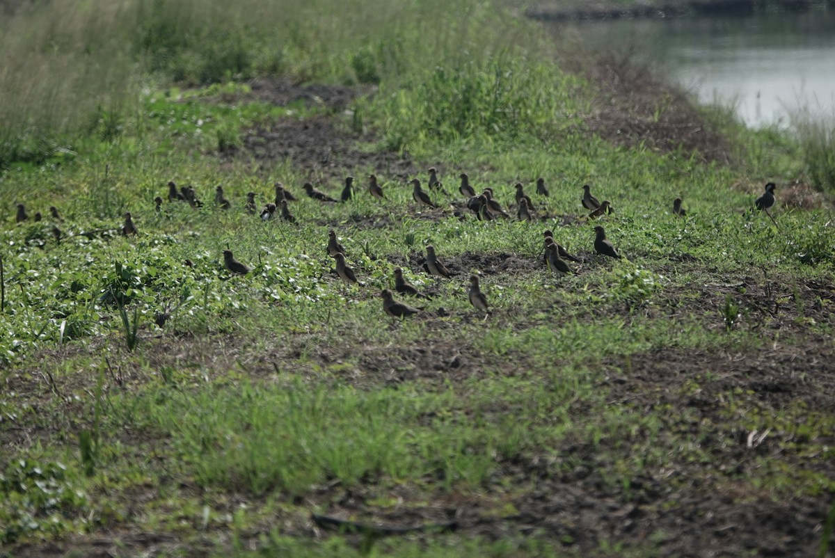 Oriental Pratincole - Chaiti Banerjee