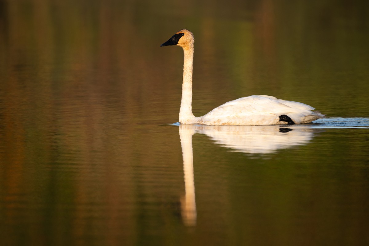 Trumpeter Swan - Steve Bell