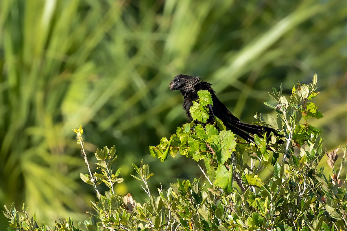 Smooth-billed Ani - ML624026040