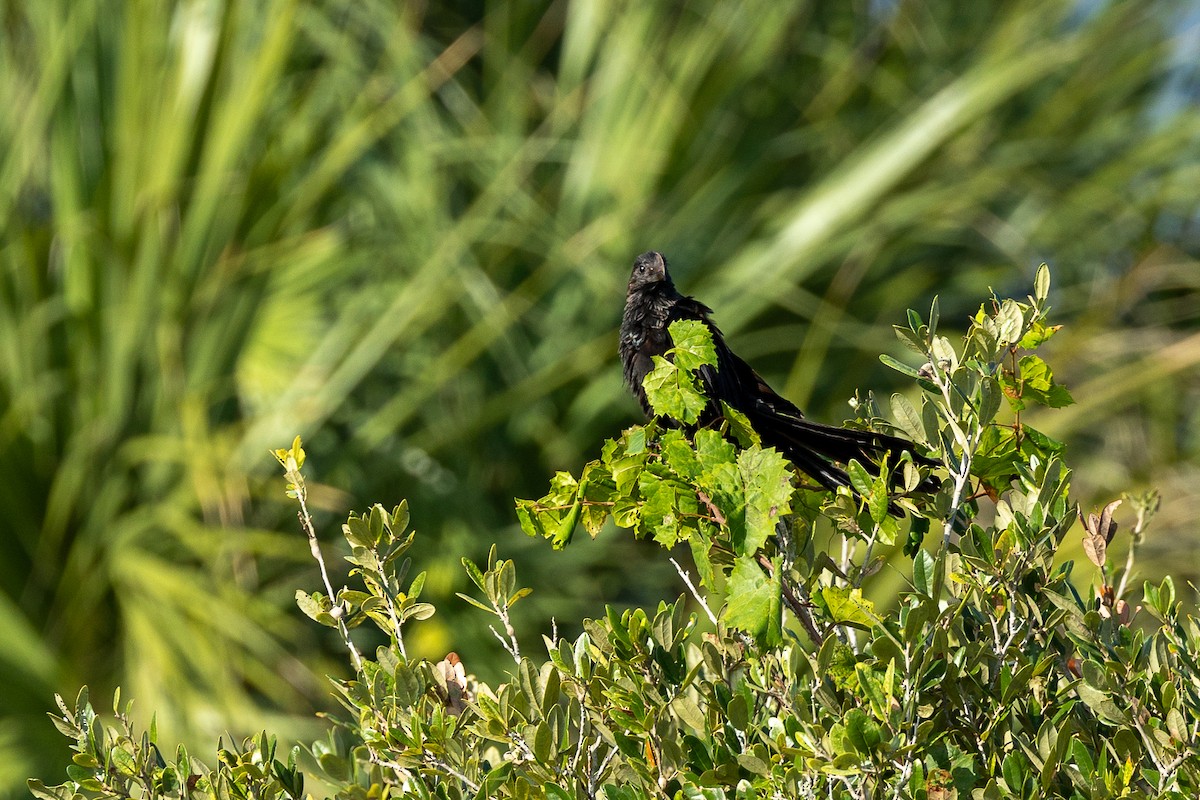 Smooth-billed Ani - ML624026041