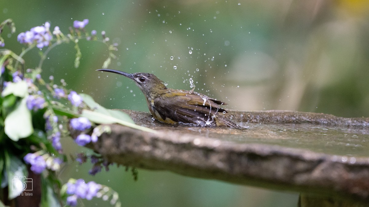 Little Spiderhunter - ML624026044