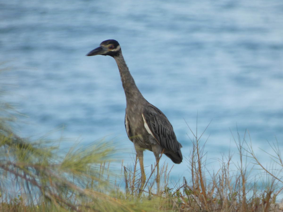 Yellow-crowned Night Heron - ML624026045