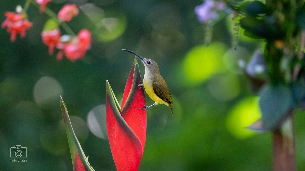 Little Spiderhunter - ML624026046