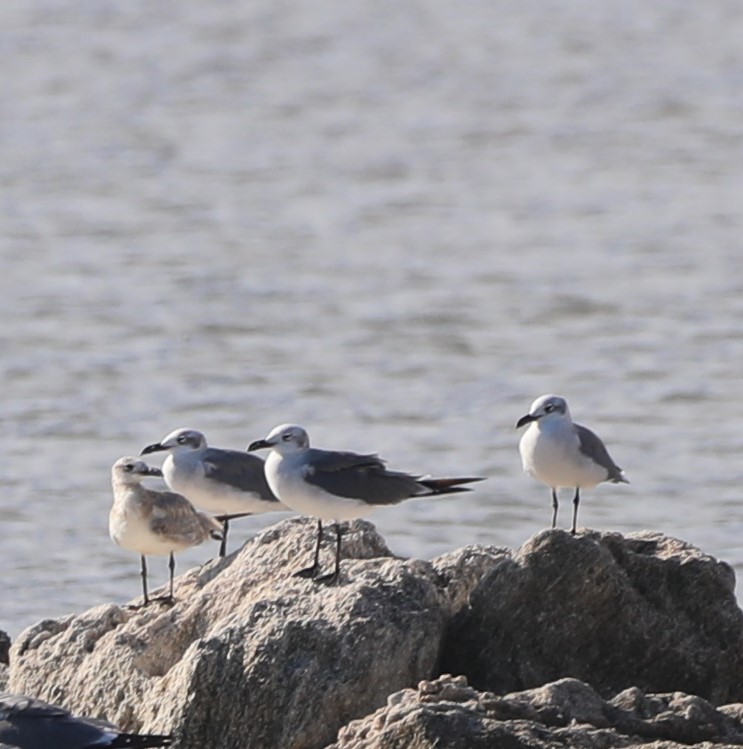 Laughing Gull - ML624026048