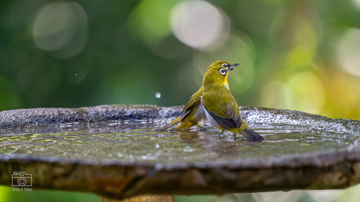 Indian White-eye - ML624026060