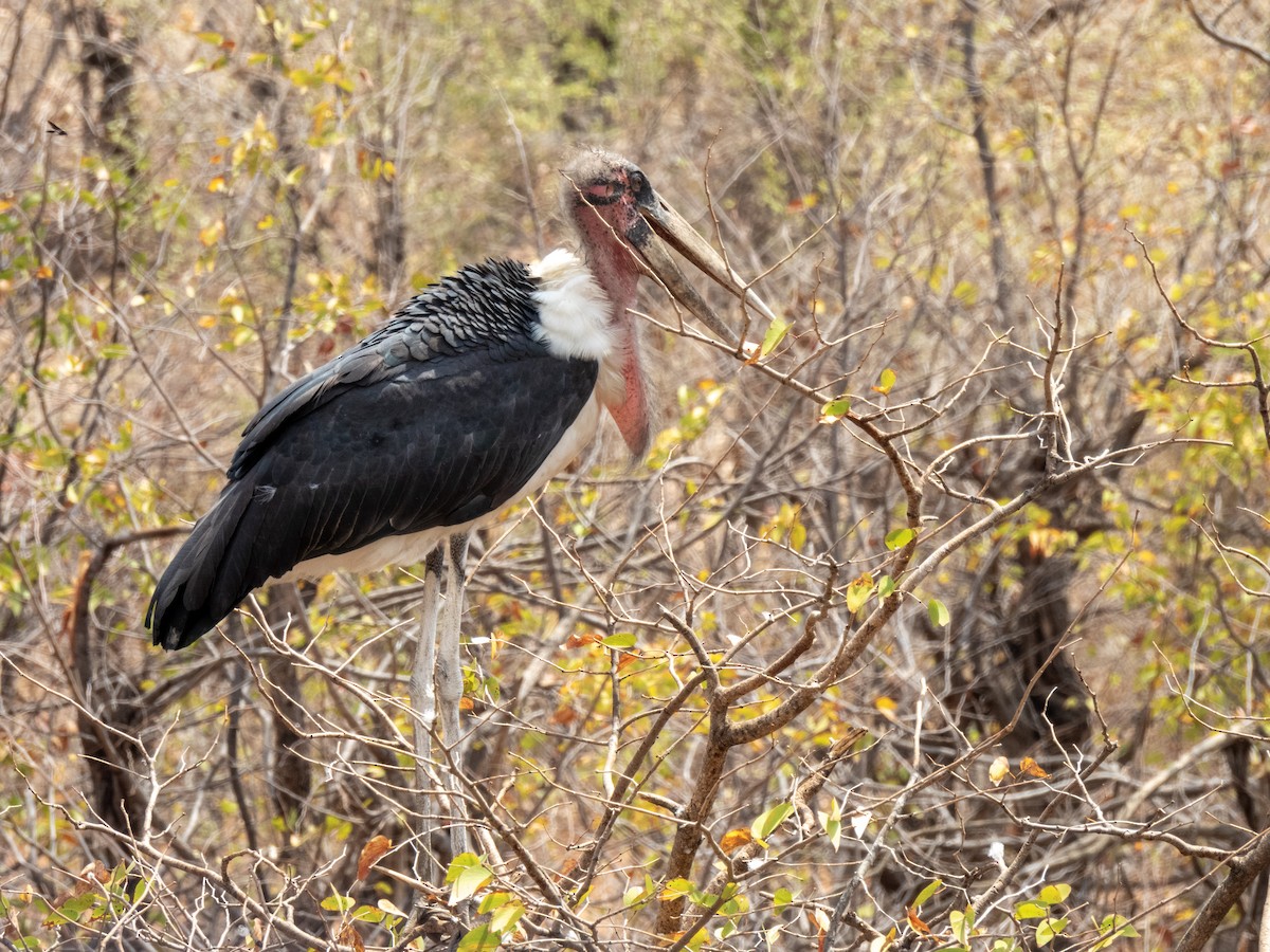 Marabou Stork - ML624026100