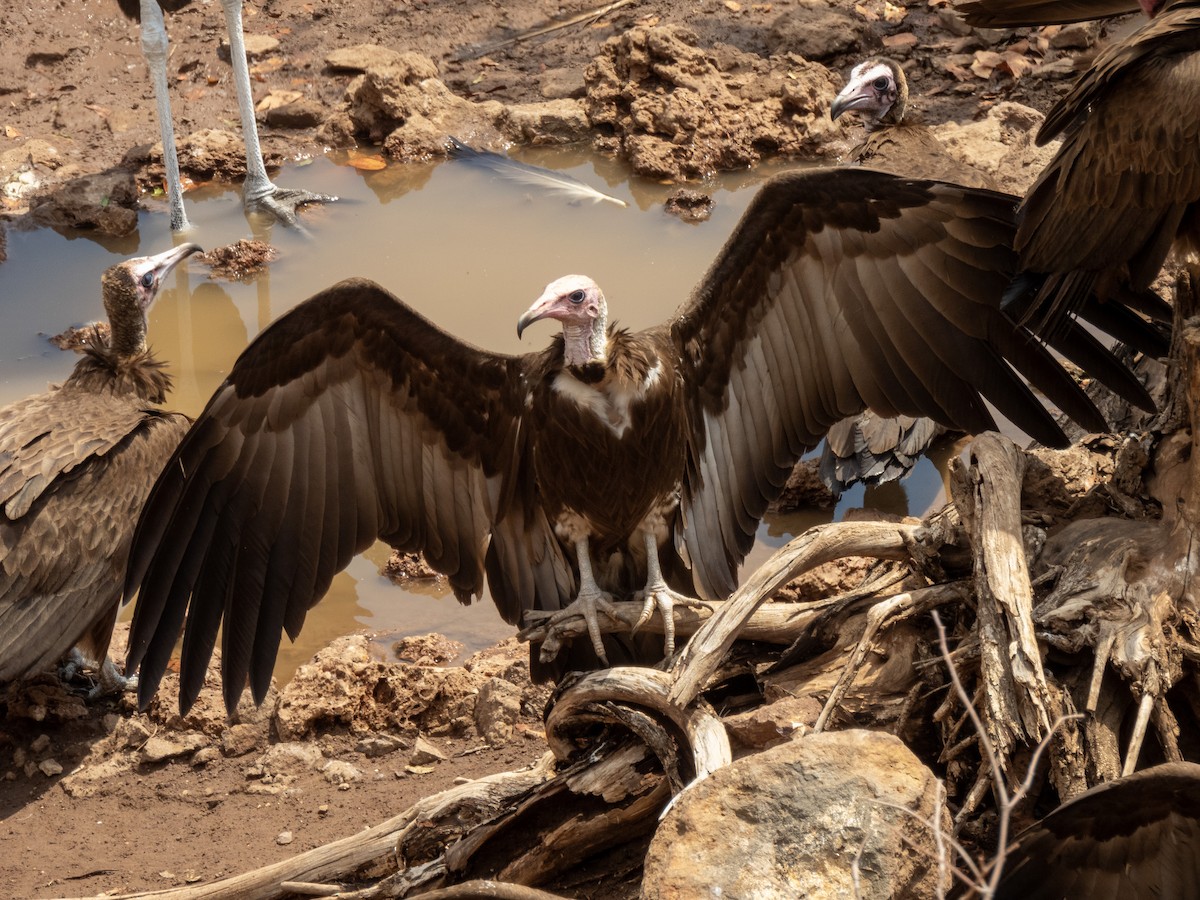 Hooded Vulture - ML624026105