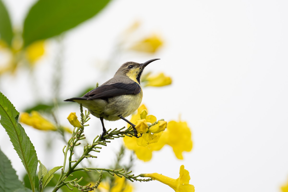 Purple Sunbird - ML624026109