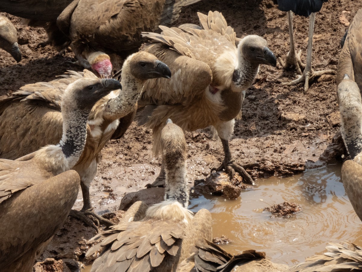 White-backed Vulture - ML624026112