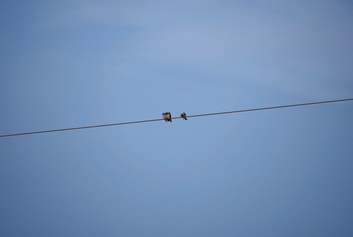 Ashy Woodswallow - ML624026116