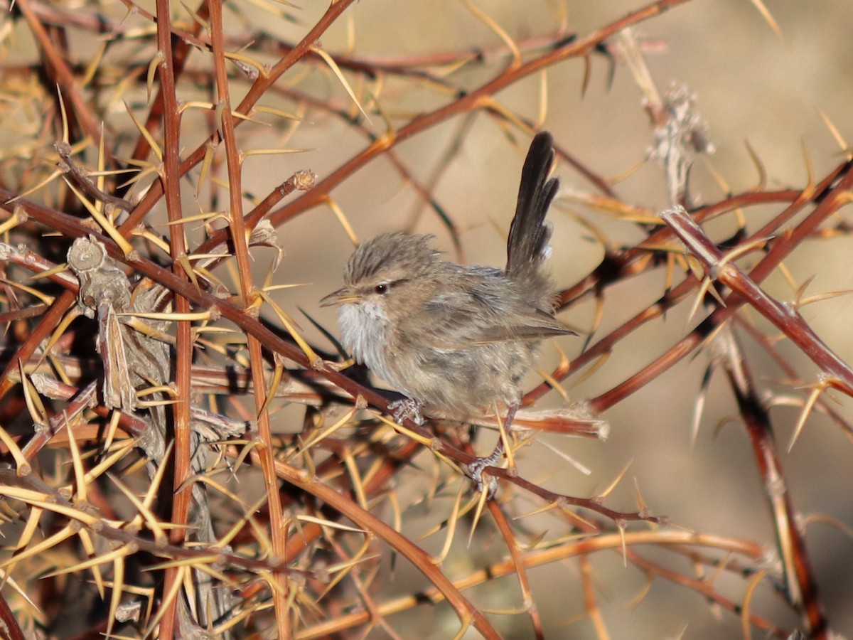 Scrub Warbler - ML624026135