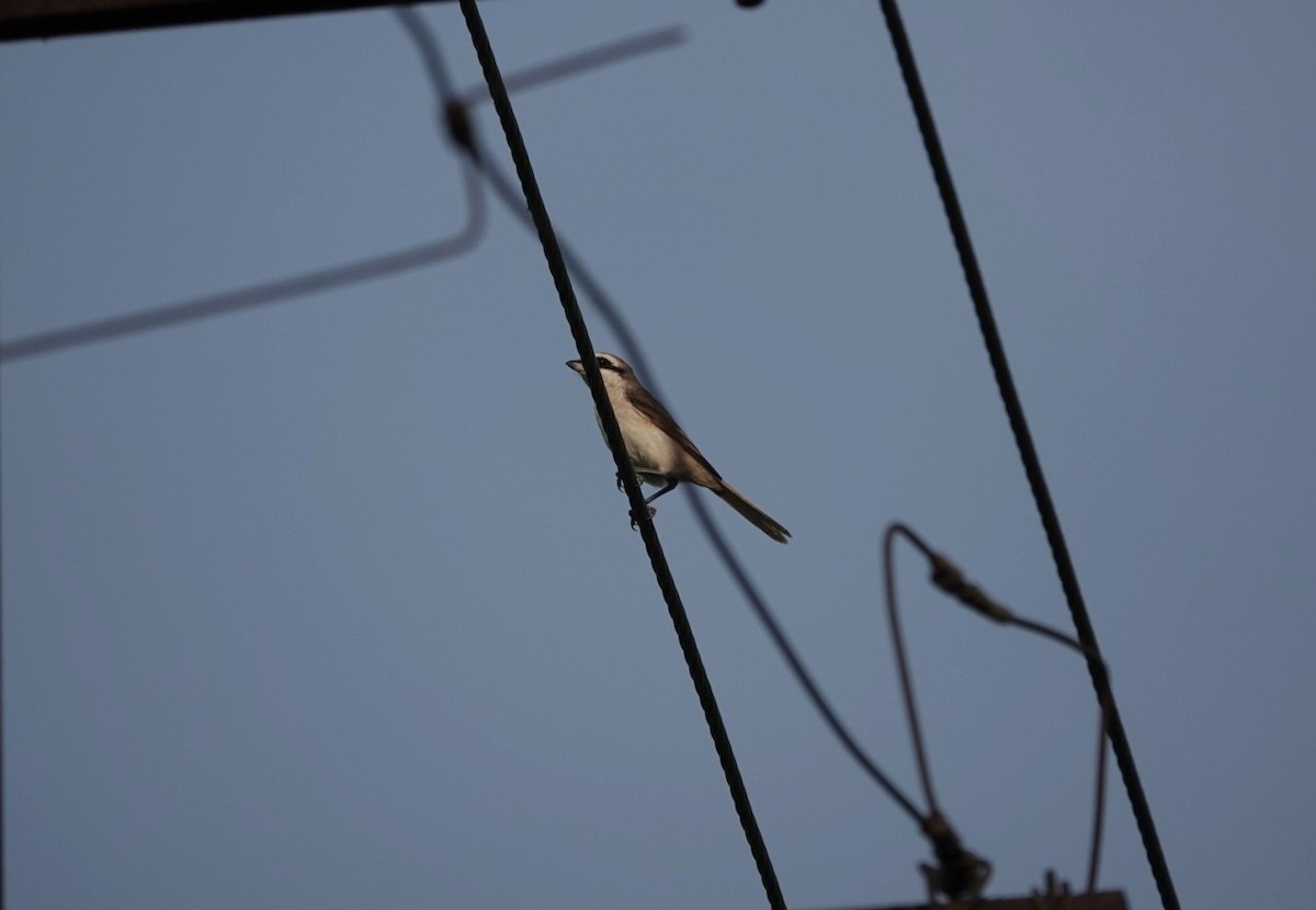 Brown Shrike - ML624026149