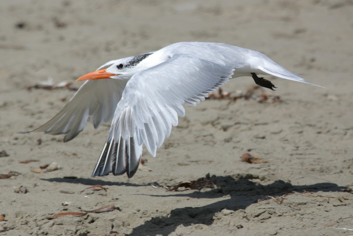 Royal Tern - ML624026161