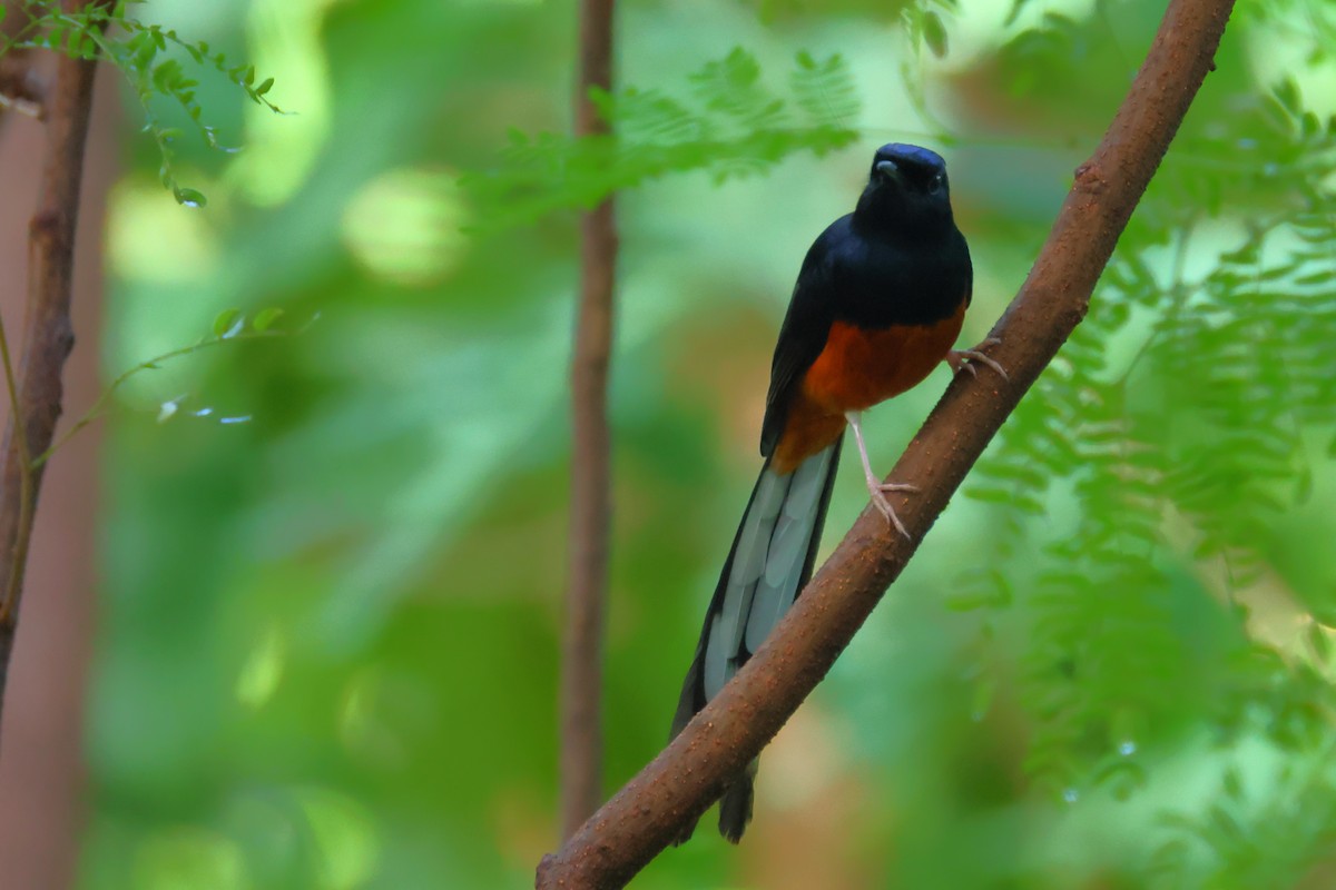 White-rumped Shama - ML624026168