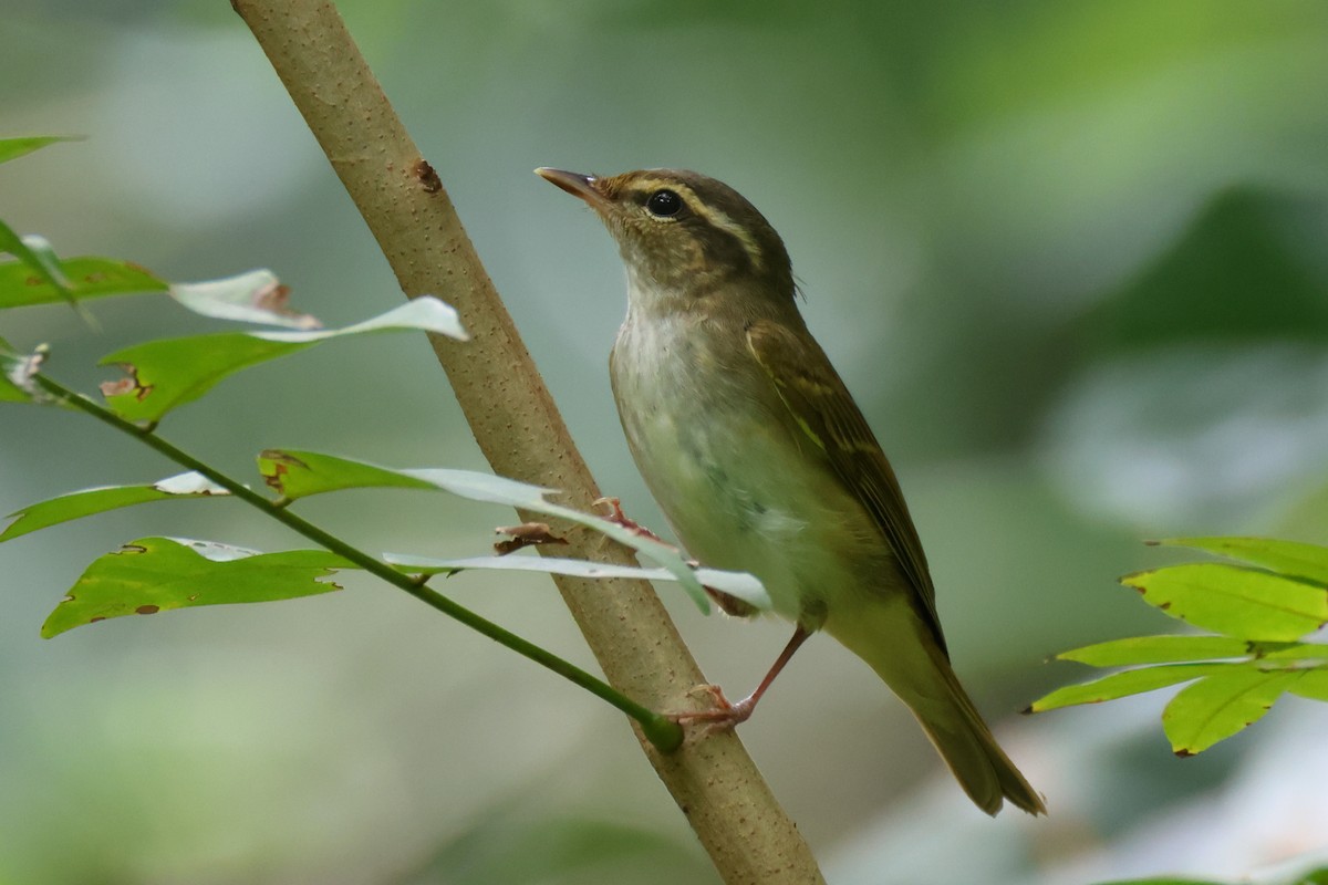 Arctic Warbler - ML624026170