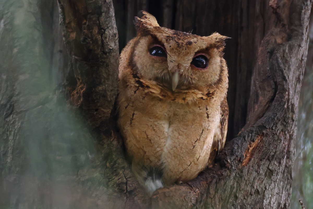 Collared Scops-Owl - ML624026173