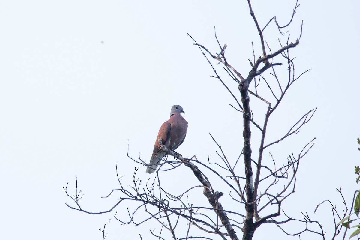 Tourterelle à tête grise - ML624026202