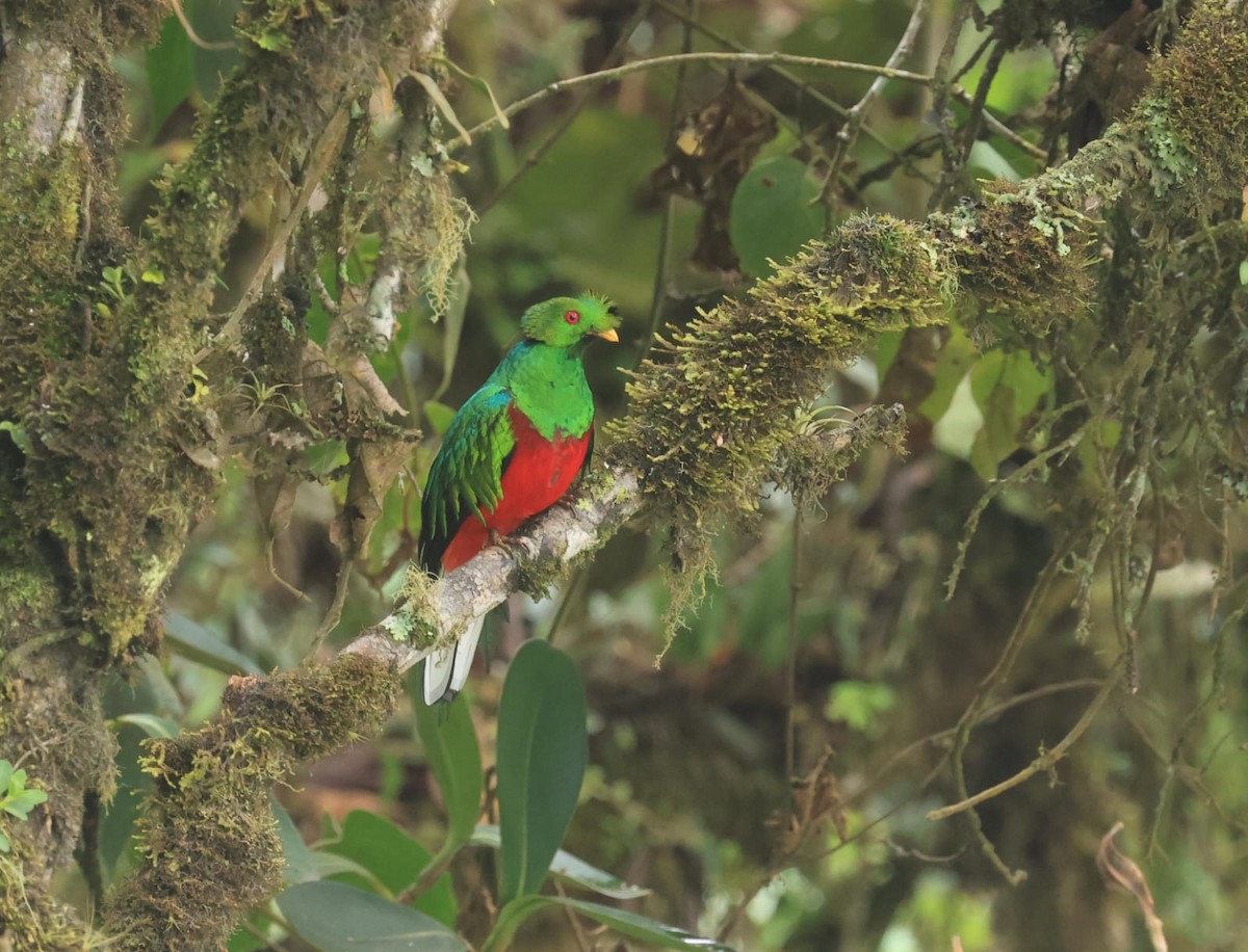 Quetzal antisien - ML624026208