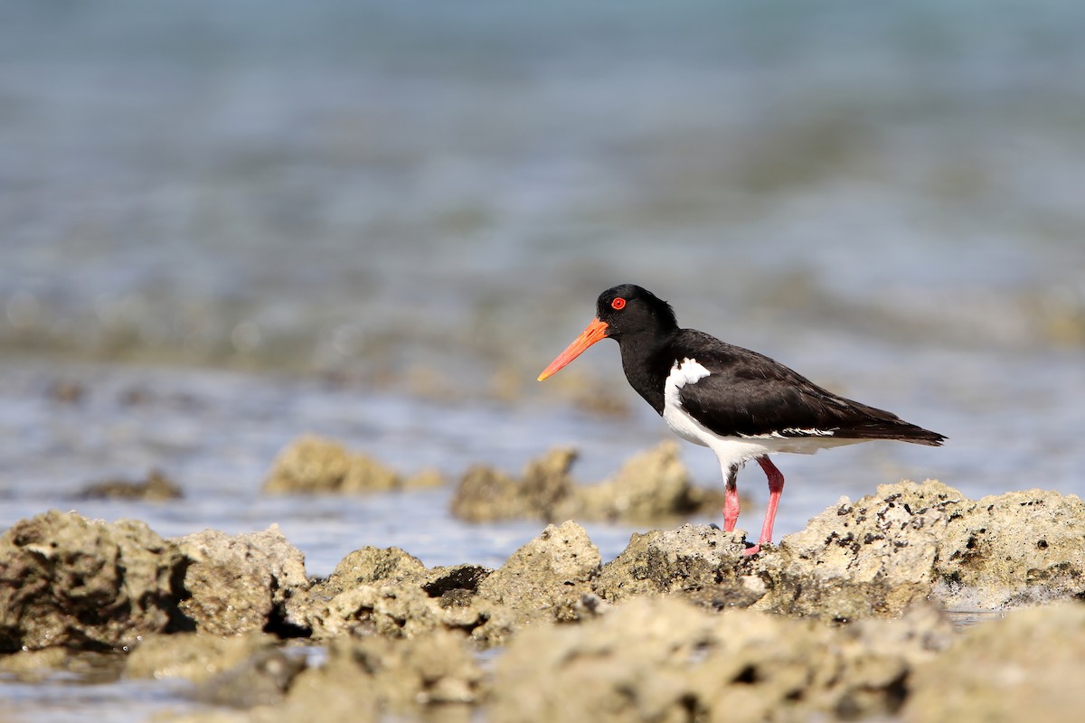 Pied Oystercatcher - ML624026211