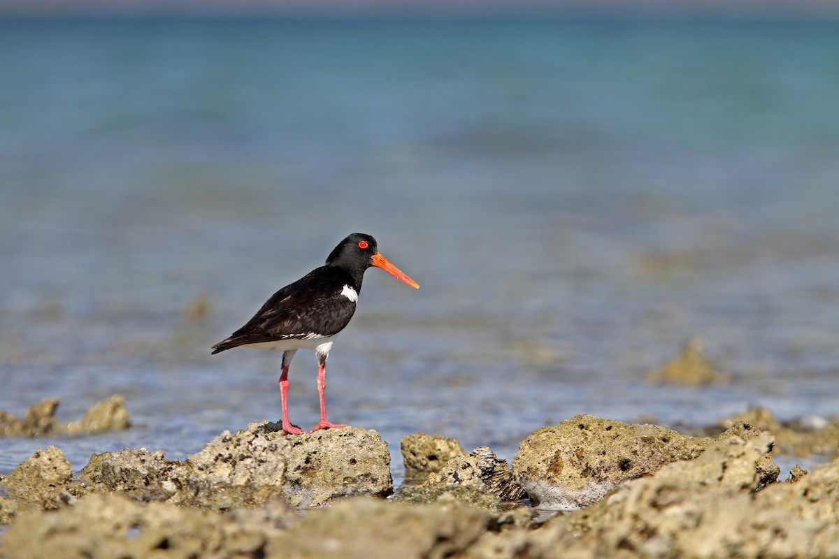 Pied Oystercatcher - ML624026212