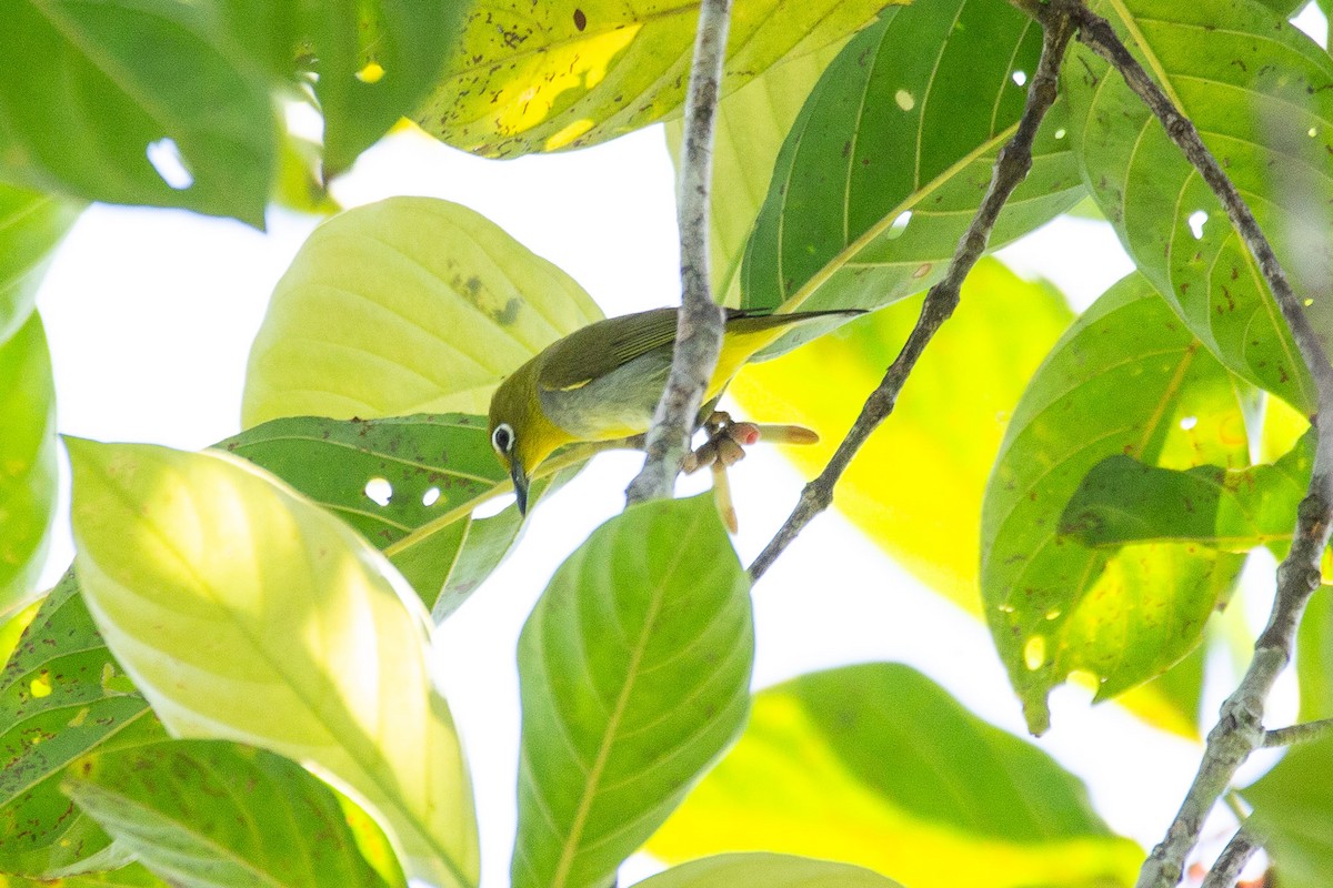 Zostérops d'Everett - ML624026223