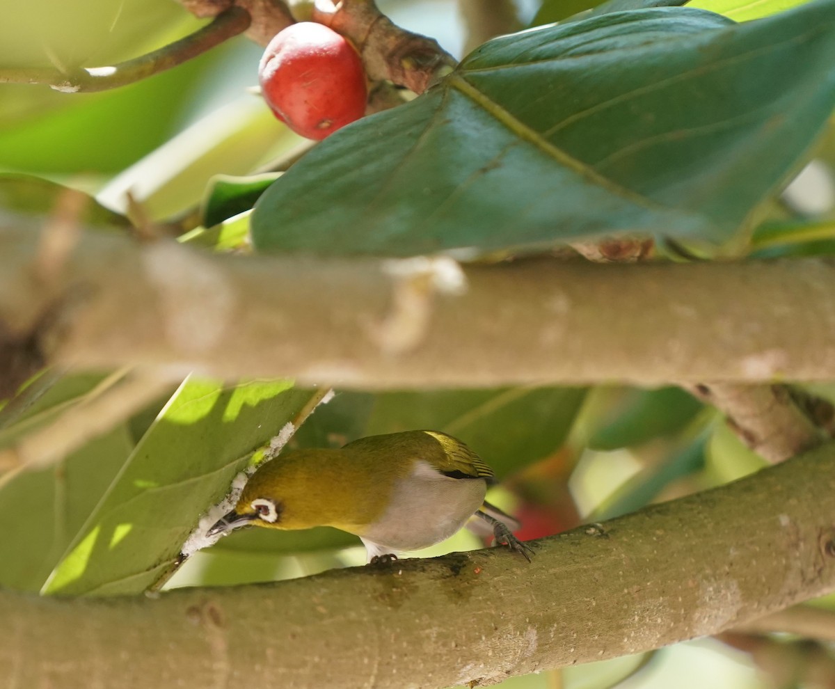 Swinhoe's White-eye - ML624026225