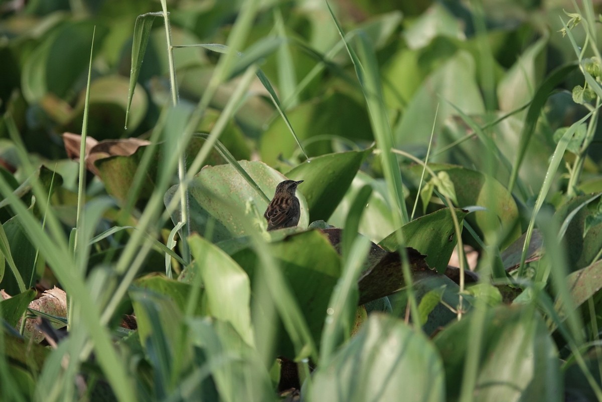 Pallas's Grasshopper Warbler - ML624026229