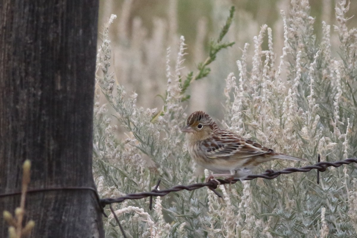 Grasshopper Sparrow - ML624026237