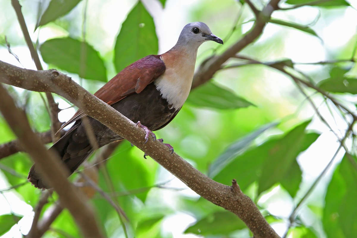 Wetar Ground Dove - ML624026240