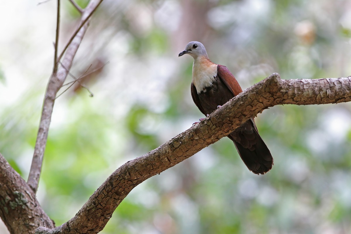 Wetar Ground Dove - ML624026242