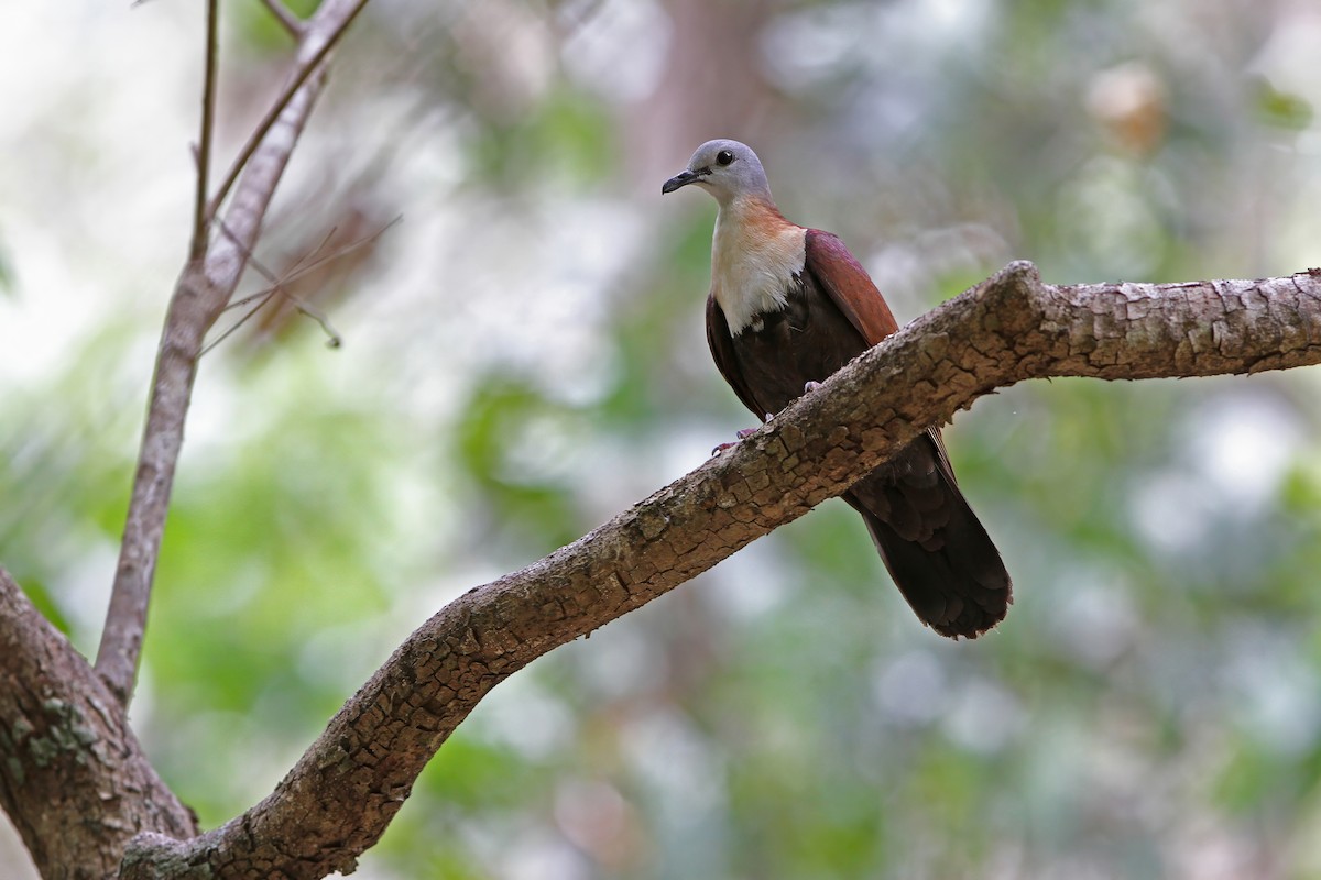 Wetar Ground Dove - ML624026243