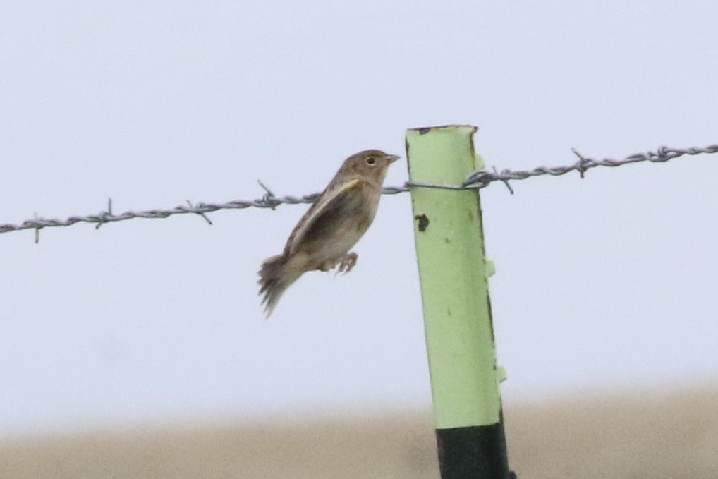 Grasshopper Sparrow - ML624026247