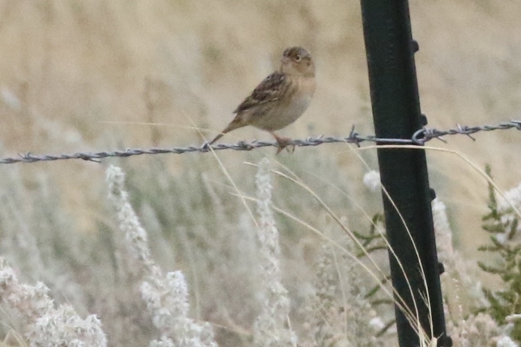 Grasshopper Sparrow - ML624026248