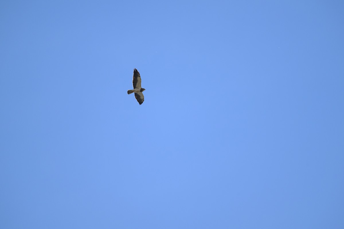 Swainson's Hawk - ML624026253