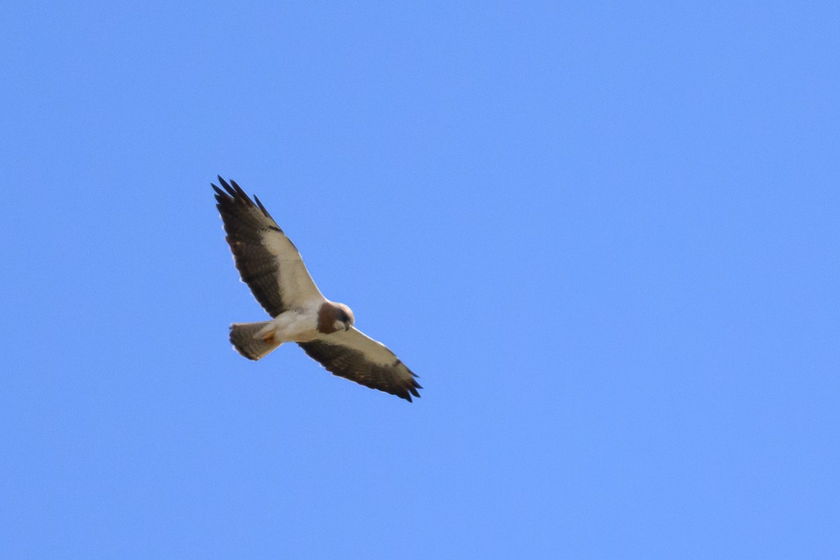 Swainson's Hawk - ML624026254