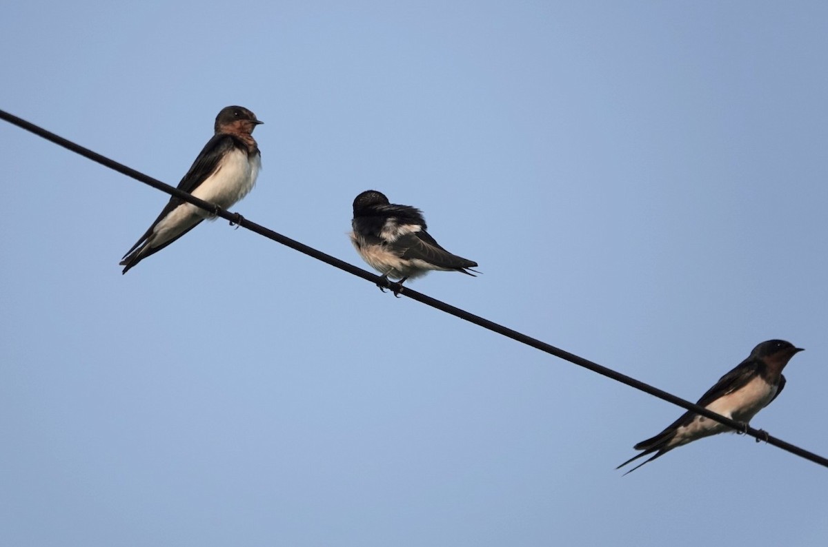 Barn Swallow - ML624026260