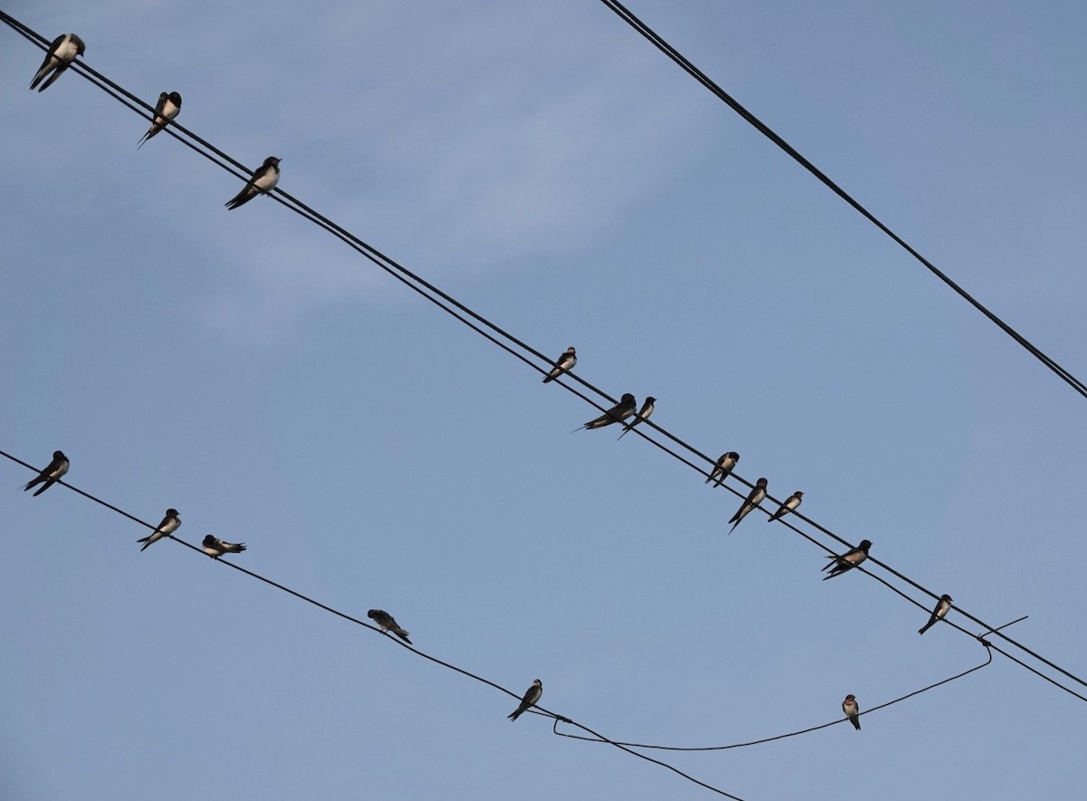 Barn Swallow - ML624026265