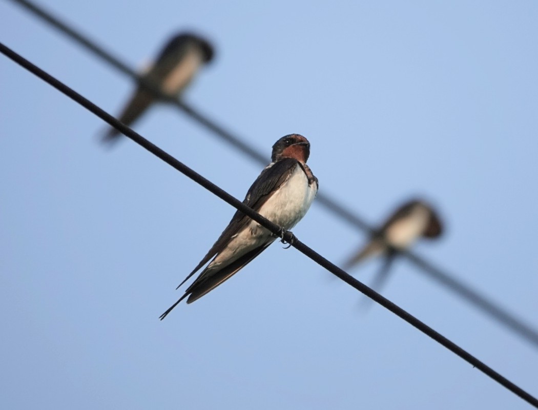 Barn Swallow - ML624026266