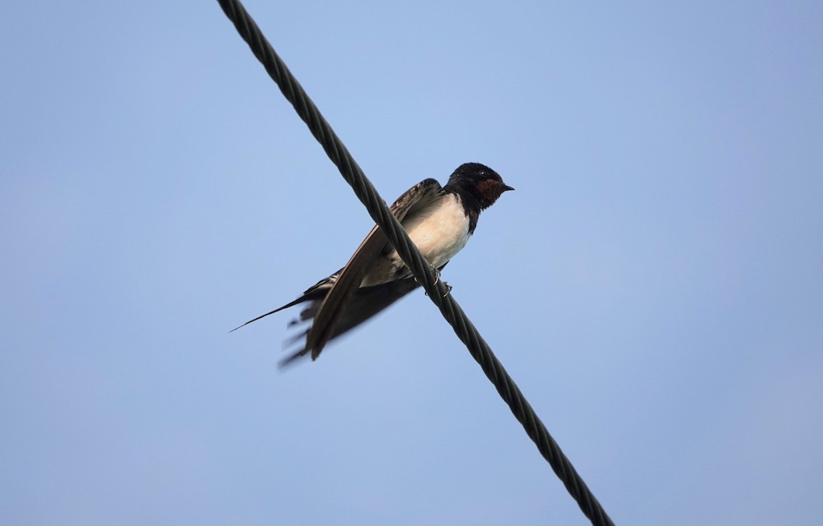 Barn Swallow - ML624026267